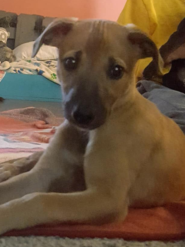 Puppy Jewel